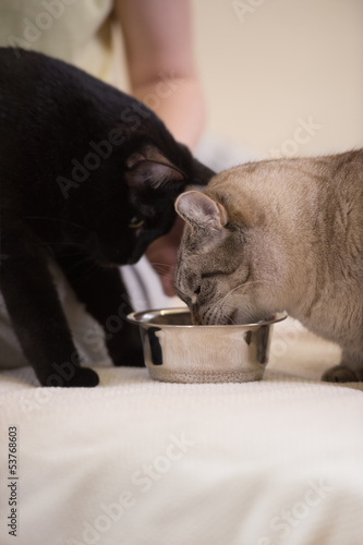 Photo: Unrecognizable woman feeding her two cats at home Unrecognizable woman feeding her two cats at home