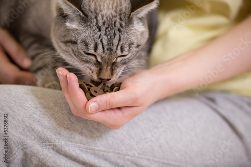 Photo: Unrecognizable woman feeding her tabby cat at home Unrecognizable woman feeding her tabby cat at home