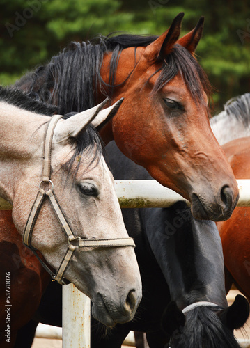 Photo: Horses near the stable Horses near the stable