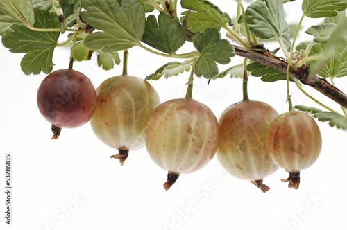 Photo: frische Stachelbeeren frische Stachelbeeren