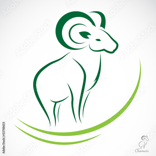 Vector: Vector image of an chamois on white background Vector image of an chamois on white background