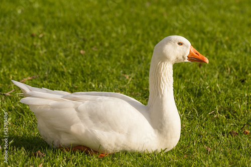 Photo: domestic goose resting on fresh grass domestic goose resting on fresh grass