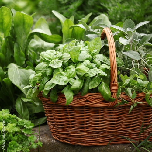 Photo: Basket with fresh herbs in herb garden. Basket with fresh herbs in herb garden.