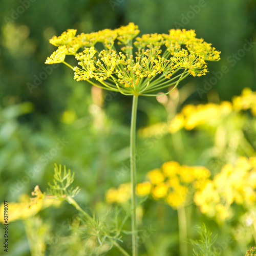 Photo: flowering dill in the garden flowering dill in the garden