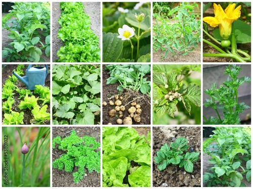 Photo: composition légumes et végétaux au potager composition légumes et végétaux au potager