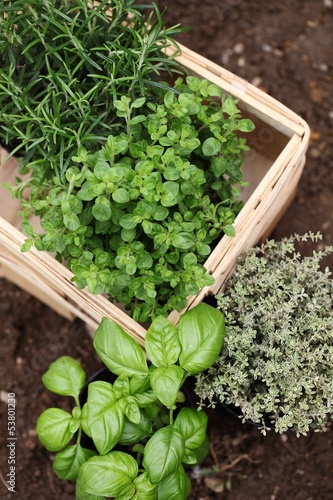 Photo: Herbs prepared for planting..Rosemary, oregano, thyme and basil. Herbs prepared for planting..Rosemary, oregano, thyme and basil.