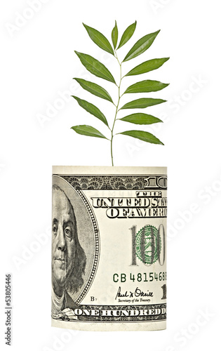 Photo: sapling growing from dollar bill sapling growing from dollar bill