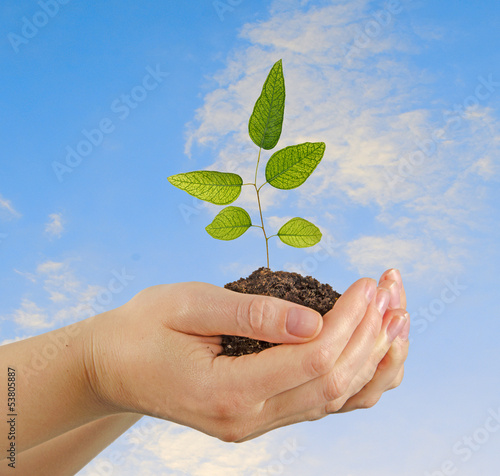 Photo: Eucalyptus in hands Eucalyptus in hands