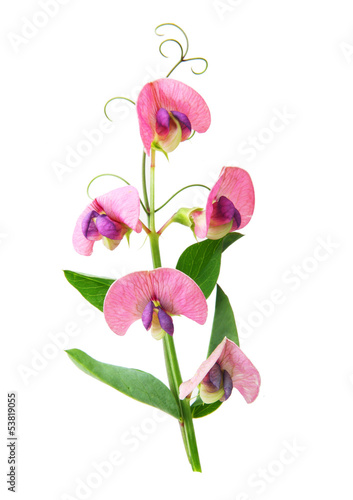 Photo: Sweet pea flowers isolated on white background Sweet pea flowers isolated on white background