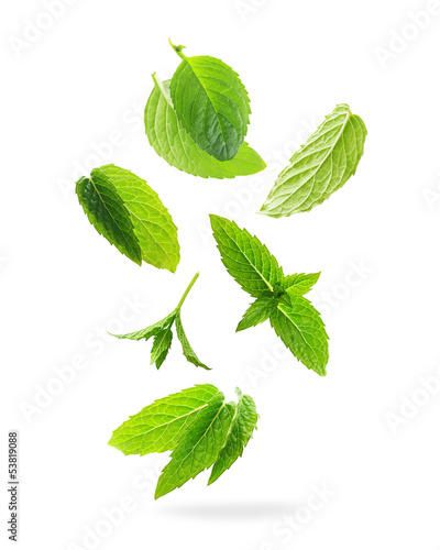 Photo: Green mint leaves isolated on a white background. Green mint leaves isolated on a white background.