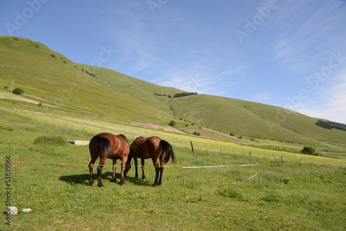 Photo: cavalli a castelluccio cavalli a castelluccio