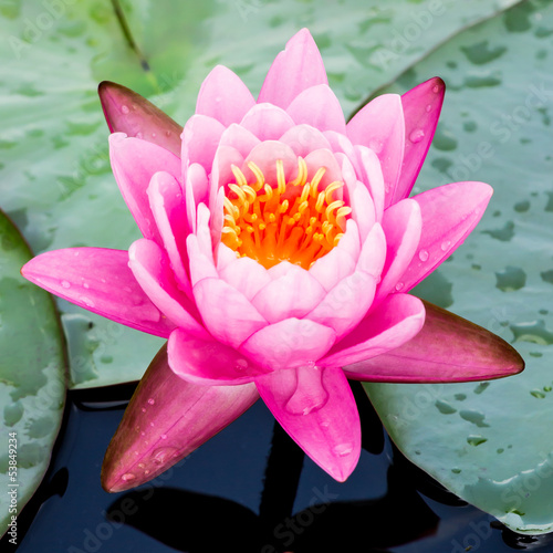 Photo: purple water lily or lotus in pond purple water lily or lotus in pond