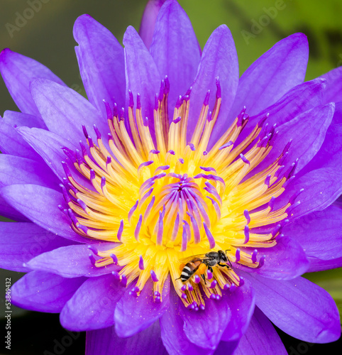 Photo: bee in purple water lily or lotus bee in purple water lily or lotus