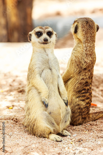 Photo: portrait of meercat portrait of meercat