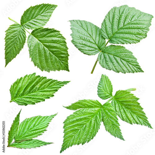 Photo: Raspberries leaves. Raspberries leaves.