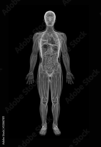 Illustration: Human Anatomy Human Anatomy
