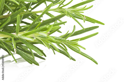 Photo: Fresh leaves of rosemary close up on white Fresh leaves of rosemary close up on white