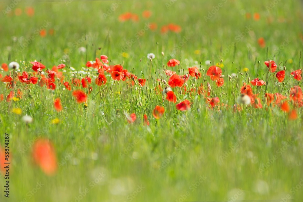 Klatschmohn / Papaver rhoeas