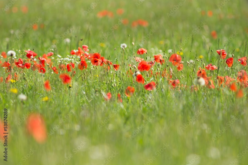 Klatschmohn / Papaver rhoeas