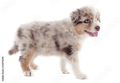 Photo: chiot berger australien merle rouge chiot berger australien merle rouge