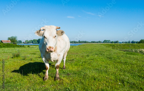Photo: White cow with horns in a sunny meadow White cow with horns in a sunny meadow