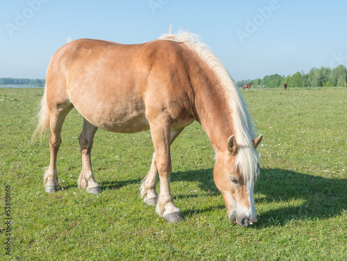 Photo: Brown horse with blonde manes and tail eating grass Brown horse with blonde manes and tail eating grass