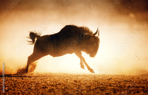 Photo: Blue wildebeest running in dust Blue wildebeest running in dust