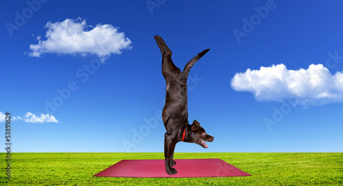 Photo: Dog doing yoga Dog doing yoga