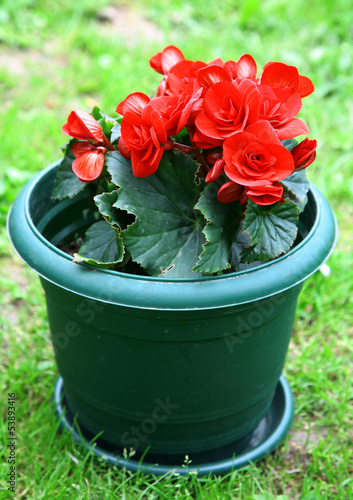 Photo: Red blossoming begonia Red blossoming begonia
