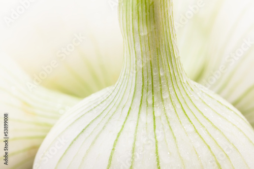 Photo: onions macro onions macro