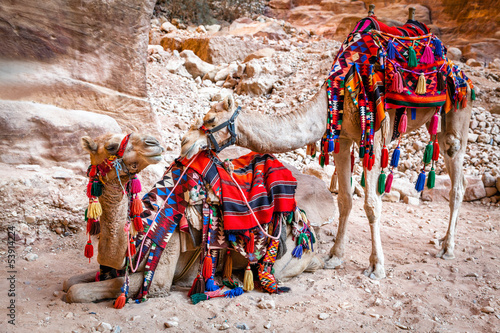 Photo: Camels in Petra Camels in Petra