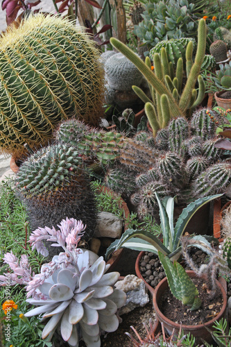 Photo: mix of many succulents and cactus with sharp prickles and thorns mix of many succulents and cactus with sharp prickles and thorns