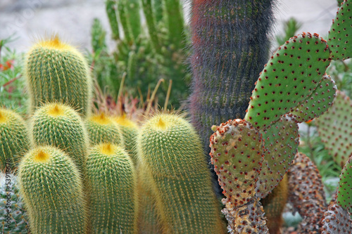 Photo: succulents and cactus with very sharp prickles and thorns succulents and cactus with very sharp prickles and thorns