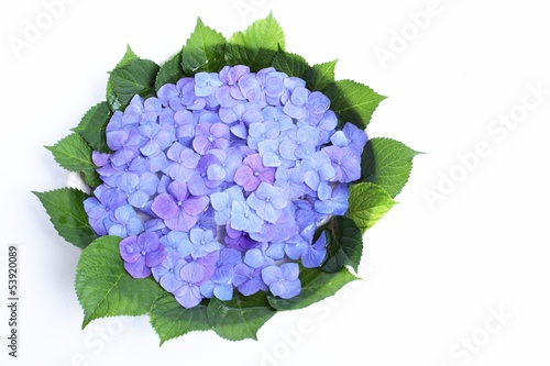 Photo: 紫陽花 紫陽花