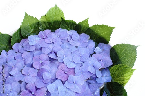 Photo: 紫陽花 紫陽花