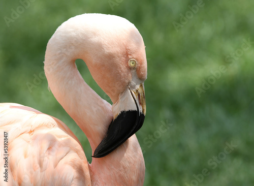 Photo: Chilean Flamingo with Green Grass Background Chilean Flamingo with Green Grass Background