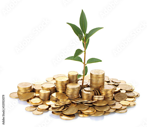 Photo: plant growing out of gold coins isolated on white plant growing out of gold coins isolated on white