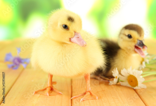 Photo: Cute ducklings on bright background Cute ducklings on bright background