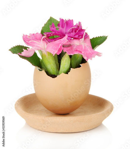 Photo: Flowers growing from egg shell, isolated on white Flowers growing from egg shell, isolated on white