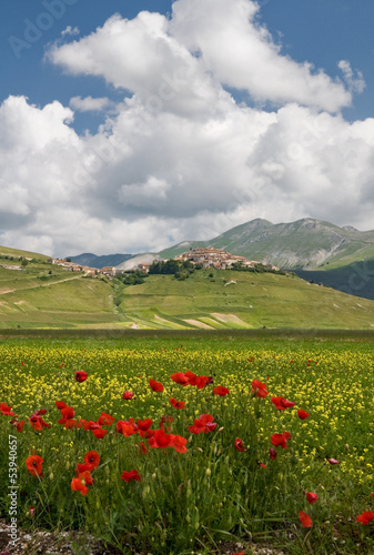Photo: Fioritura a Castelluccio di Norcia Fioritura a Castelluccio di Norcia
