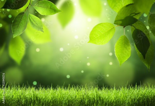 Photo: Spring forest background Spring forest background