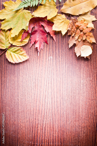 Photo: Autumn leaves. Autumn leaves.
