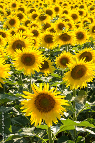 Photo: Girasoli verticali Girasoli verticali