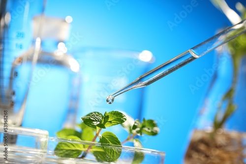 Photo: sprouts on test tube sprouts on test tube