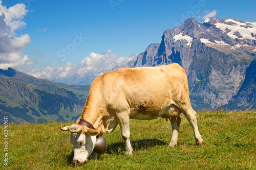 Photo: Swiss cow Swiss cow