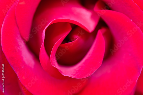 Photo: rosenblüte rosenblüte