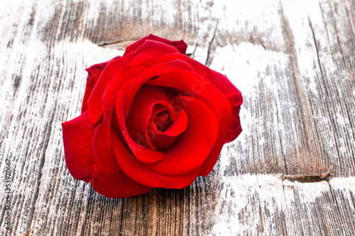 Photo: rose rose