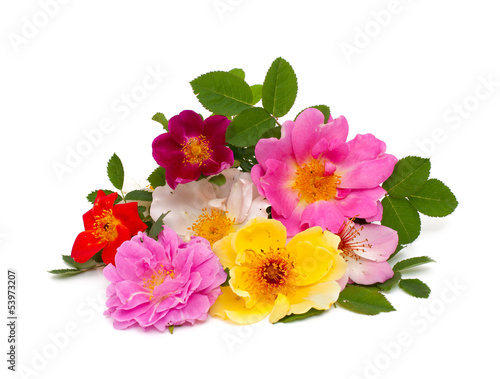 Photo: wild roses isolated on white background wild roses isolated on white background