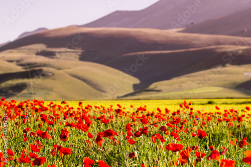 Photo: Fiori e colline a Castelluccio Fiori e colline a Castelluccio