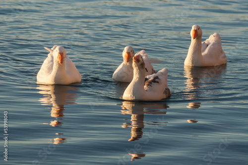 Photo: domestic geese swimming on river domestic geese swimming on river